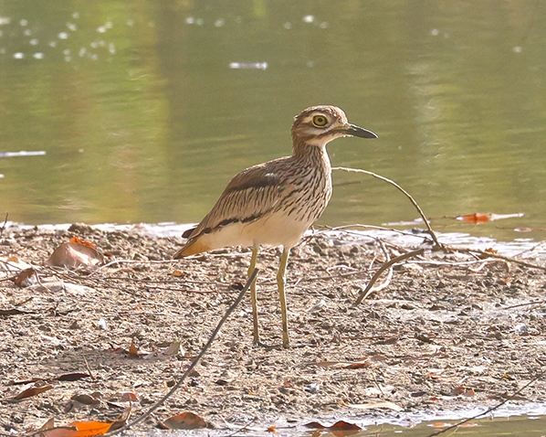 Senegal Thick-knee